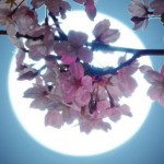 桜と満月