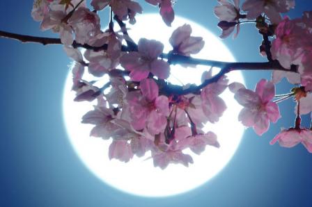 桜と満月